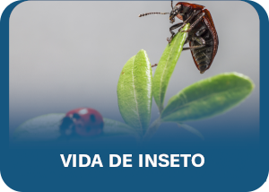 Vida de inseto A